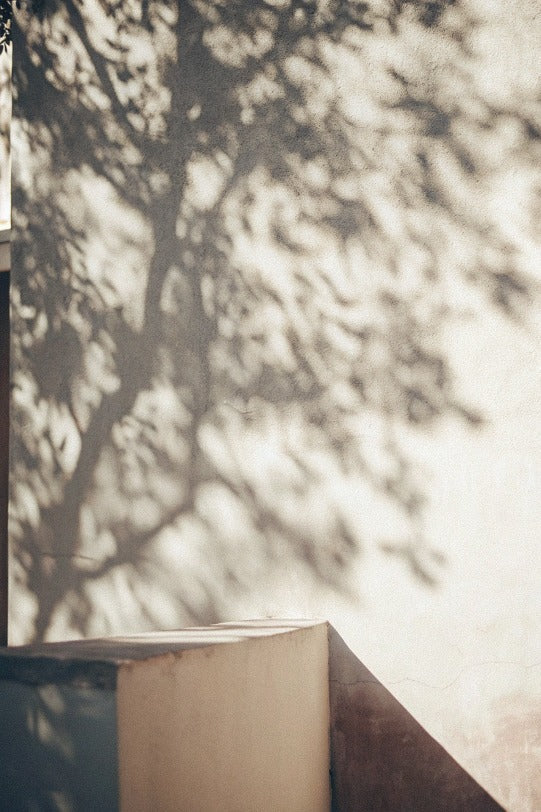 Shadow of tree against wall